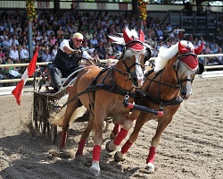 Haflinger Sonnta_597